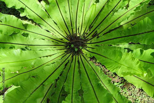 Asplenium nidus L. Bird’s nest fern. ASPLENIACEAE. Single leaves alternate around the stem, like spears, thick, hard, shiny leaves. black midrib Under the leaves are brown spores. Pokok Paku Langsuir.