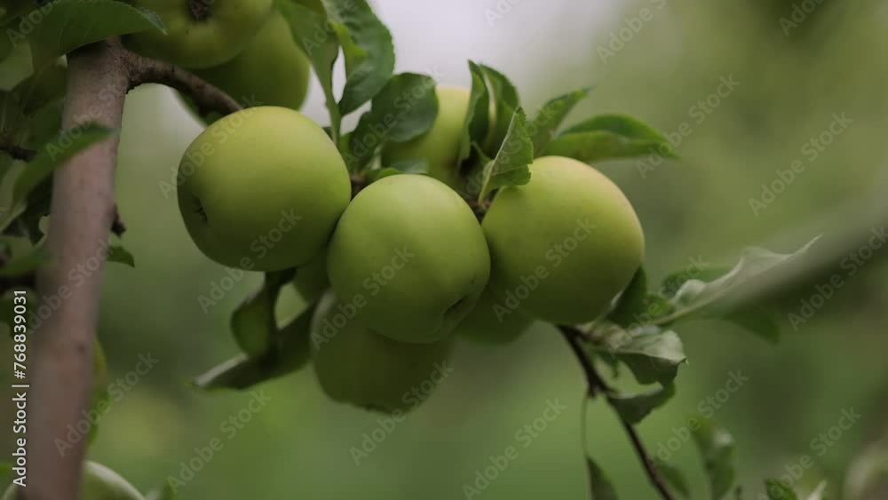 Closeup of a cluster of White Transparent fruit, cultivar of apple in the garden Closeup of a cluster of White Transparent fruit, cultivar of apple in the garden