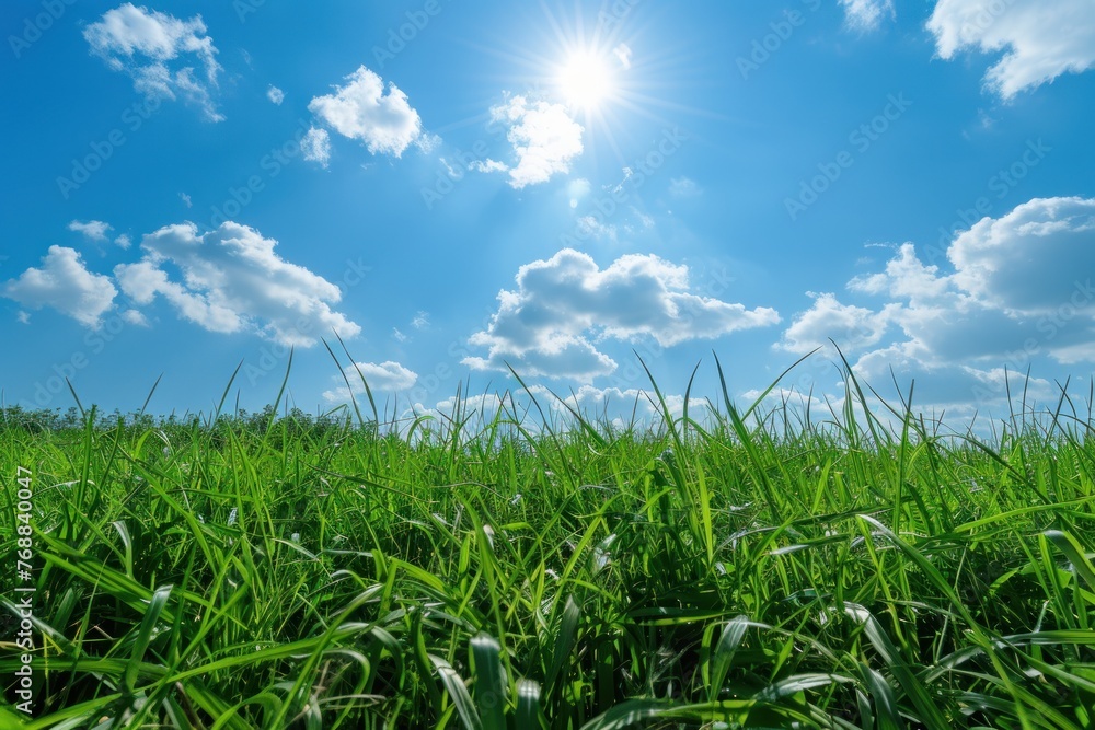 green field with grass against a blue sky with sun