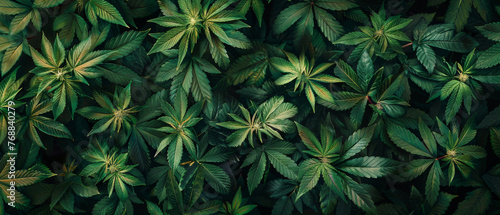 Top-down view of lush cannabis plants and leaves, offering a natural and visually striking background for design projects. photo