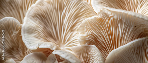 The rich texture of mushrooms creates an intriguing background, with its intricate patterns and earthy hues. Ideal for adding a touch of natural beauty and depth to various design projects.