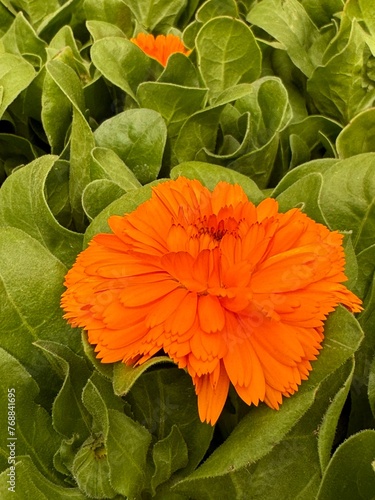 orange flower Calendula Officinalis Orange King