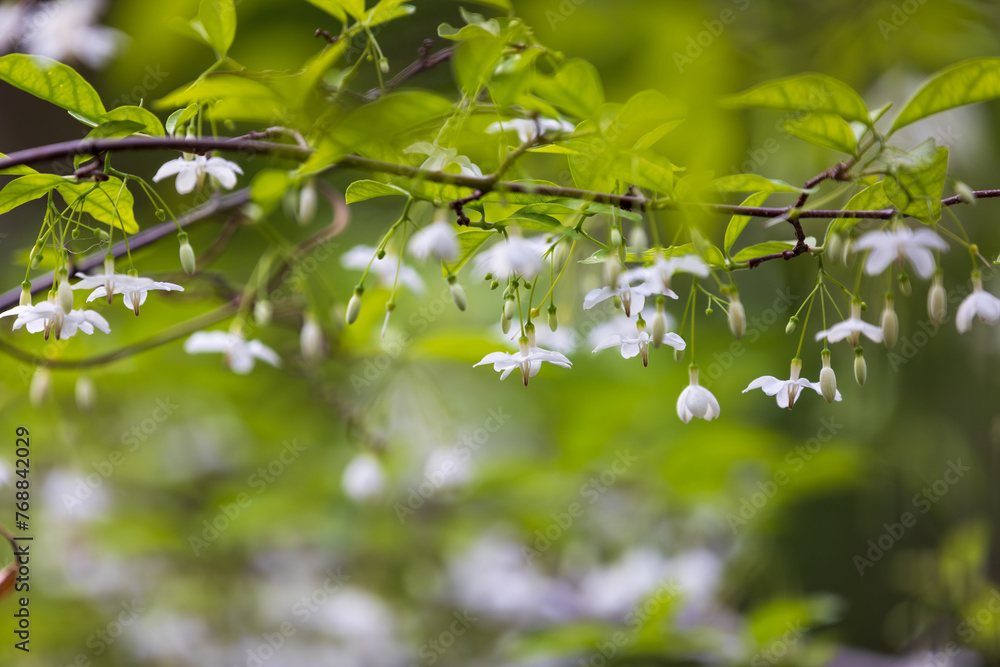 Wrightia religiosa or water jasmine are blooming in early summer seasons. tropical flowers plant. Wrightia religiosa or water jasmine are blooming in early summer seasons. tropical flowers plant.