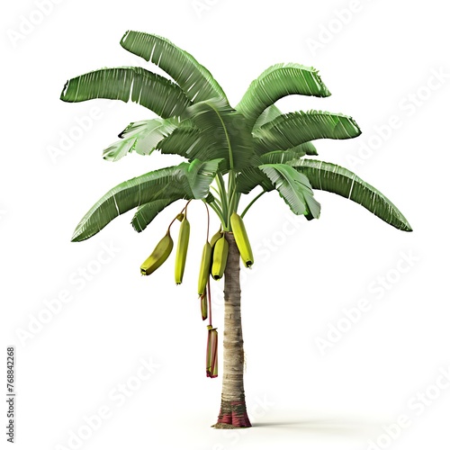 Palm plant tree isolated. Musa acuminata banana photo