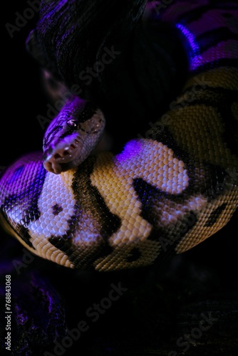 Vertical shot of a creepy huge snake crawling on woods under led lights with a dark background