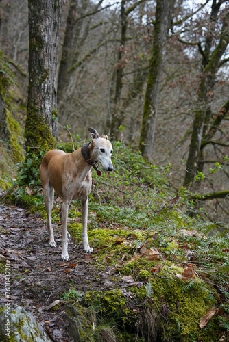 Vertical shot of a Spanish greyhound in a forest in the daylight