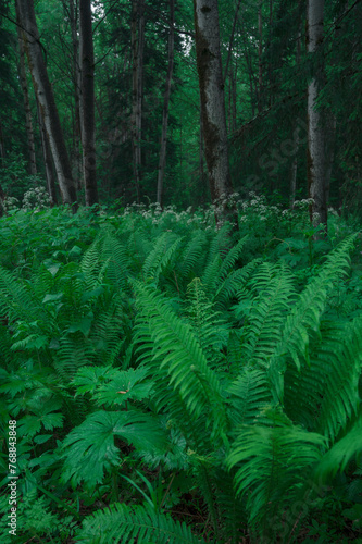 Fern leaves background