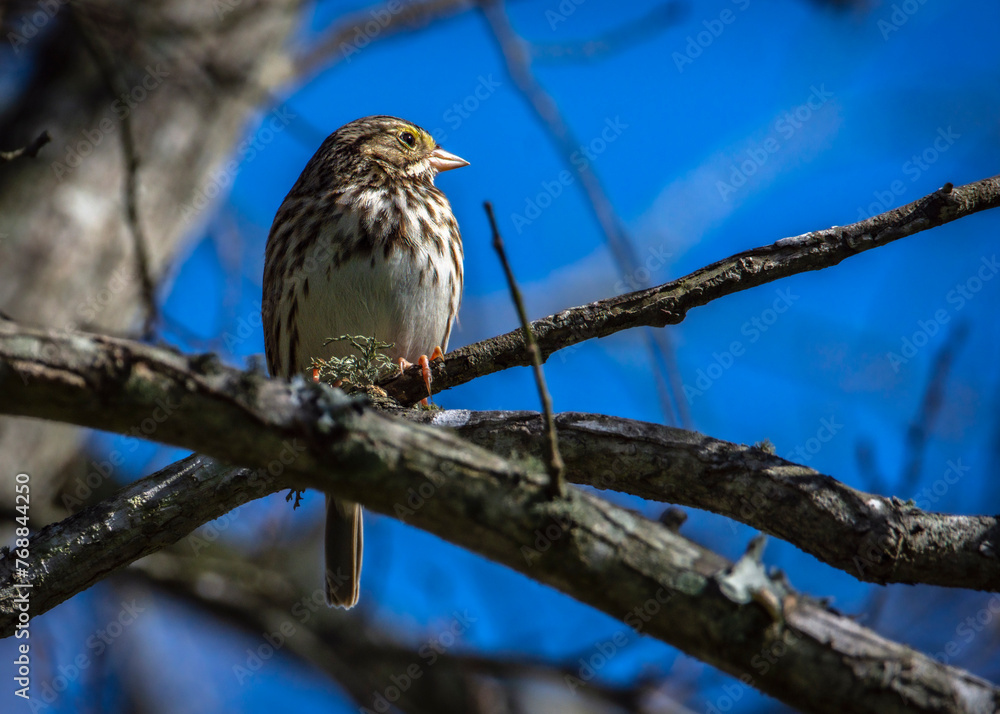 Savannah Sparrow in the Shadow Creek Ranch Nature Park in Pearland, Texas Savannah Sparrow in the Shadow Creek Ranch Nature Park in Pearland, Texas