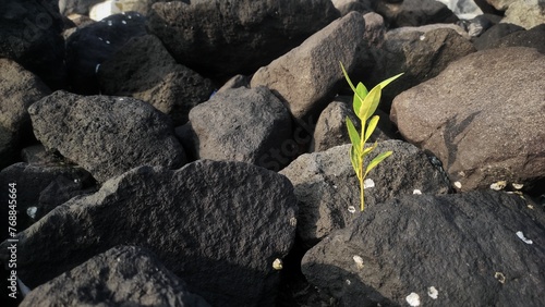 фотографія Small plant grow from the rocky ground in the beach