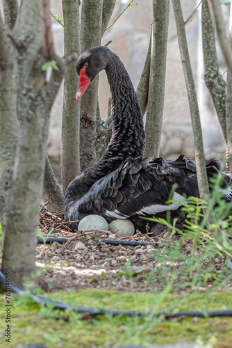 A beautiful black swan