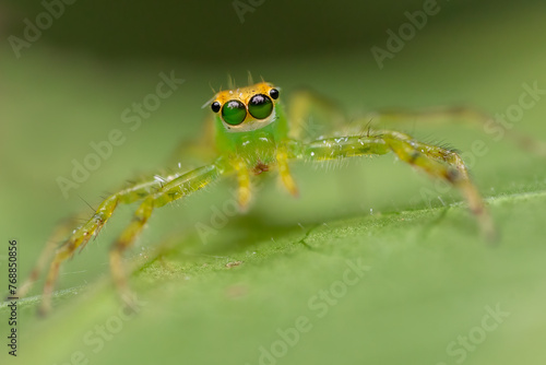 Yellow jumping spider portrait photo
