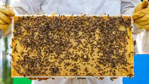 Beekeeper Holding Brood Comb from a Langstroth Hive of Honey Bees, Apis mellifera