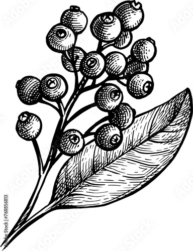 Allspice ink sketch.