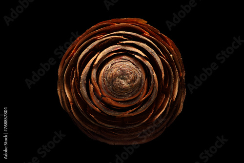 Extreme close up, top view of a Cedar pine cone, isolated on black background