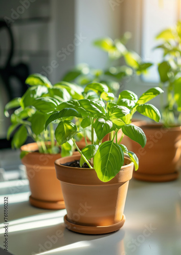 Sweet basil in the pots on the white kitchen background  soft morning lighting