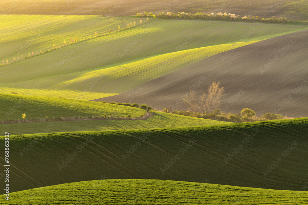 Obraz premium Game of light and shadows in fresh green color in the fields of Moravian Tuscany