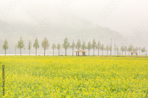 a canola-flowered view of the river photo