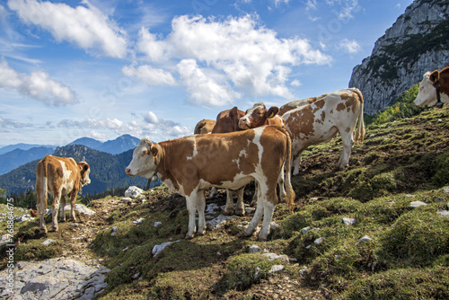 cows in the mountains