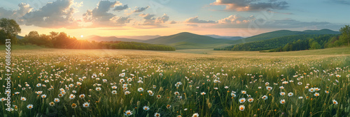 A beautiful spring summer meadow Chamomile flowers at sunset or sunrise. Natural colorful panoramic landscape with many wild flowers of daisies against blue sky.banner photo