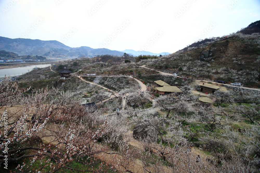 the view of the village with plum blossoms in bloom the view of the village with plum blossoms in bloom