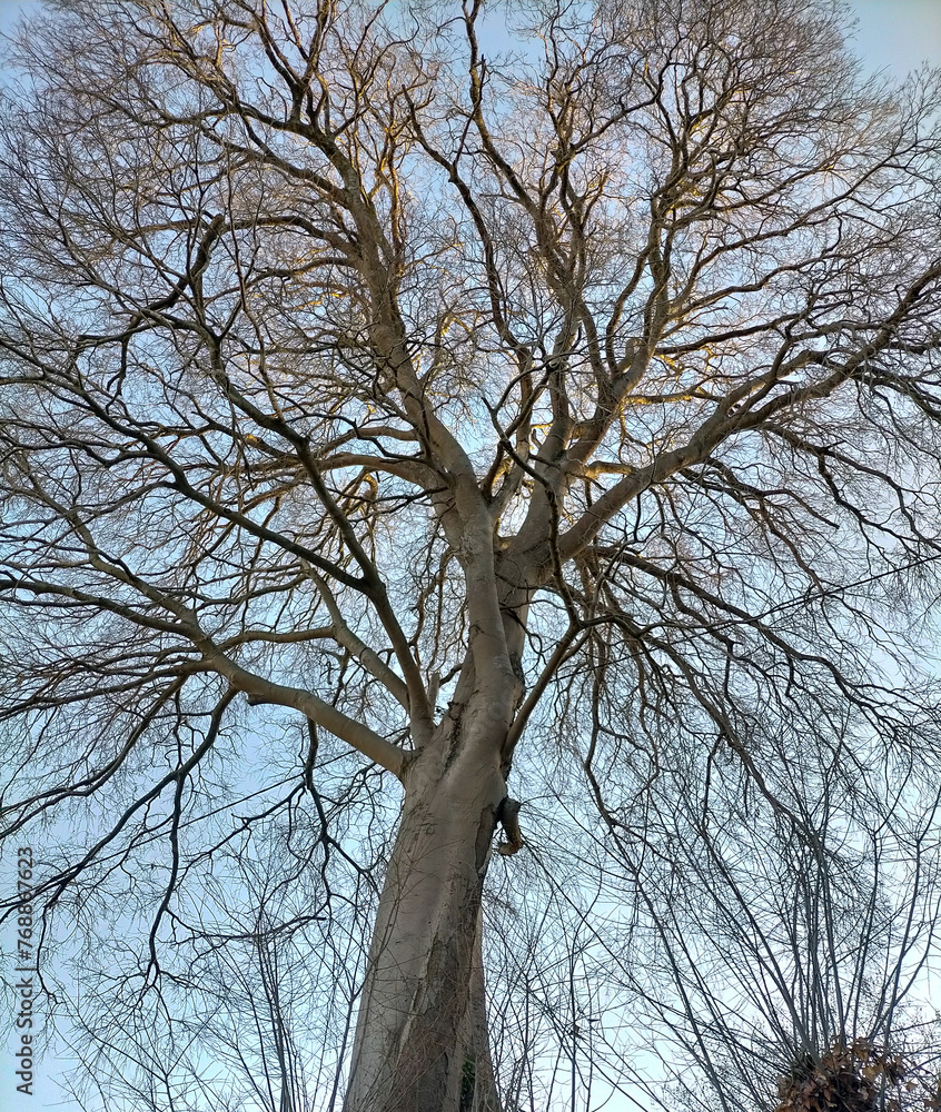 large tree with many leafless branches, clear sky in the middle of the afternoon large tree with many leafless branches, clear sky in the middle of the afternoon