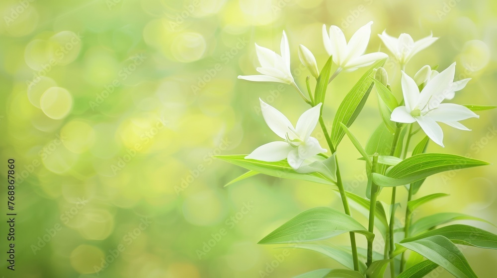 Fresh white flowers bloom against a sunny, bokeh background Fresh white flowers bloom against a sunny, bokeh background