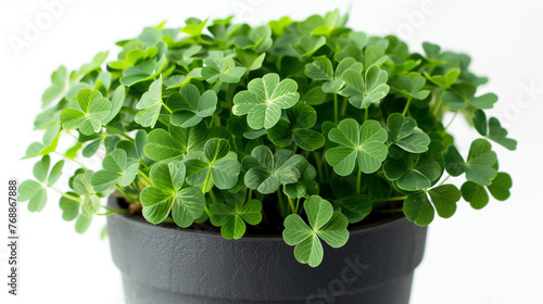 Lucky Clover Plant on a Black pot closeup on white background