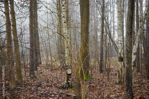 Fototapeta Naklejka Na Ścianę i Meble -  brzoza ,mgła 