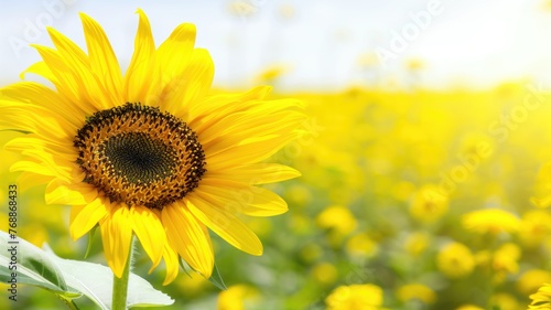A single sunflower stands out in a vibrant field under the bright  sunny sky