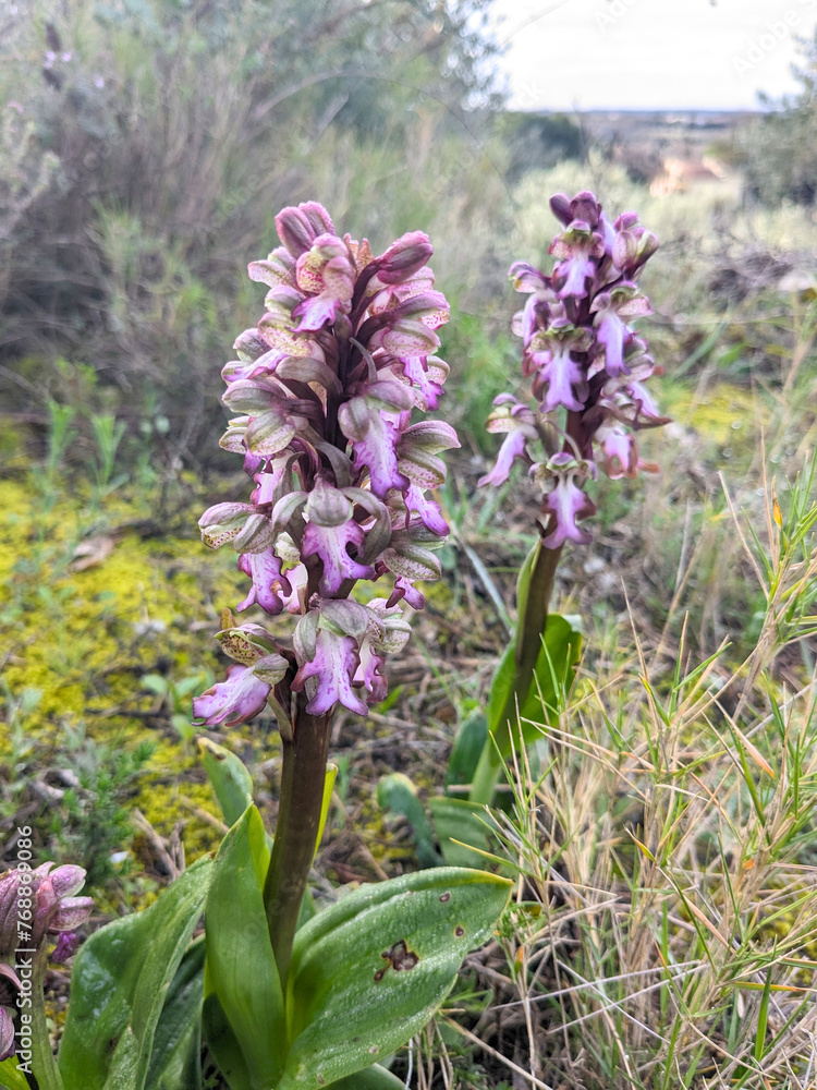 flower in nature, wild asparagus flower in nature, wild asparagus