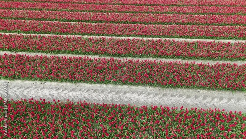 red fields in spring in the netherlands drone video