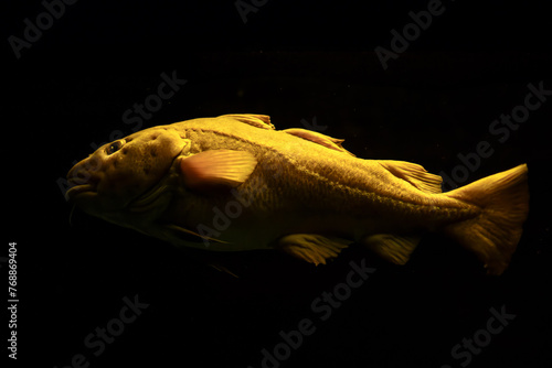 Atlantic cod Gadus morhua fish in sea underwater photo