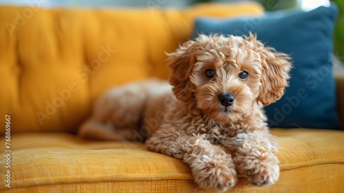 golden doodle puppy sitting on sofa generative ai