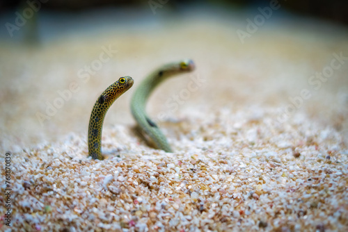 Spotted garden-eel, Heteroconger hassi fish on sea sand bottom © Dmitry Rukhlenko