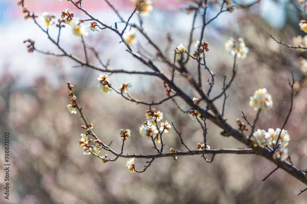 a view of plum blossoms in bloom a view of plum blossoms in bloom