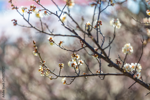 a view of plum blossoms in bloom