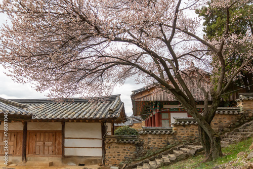 Spring scenery with hanok fence and plum blossoms © 미정 최