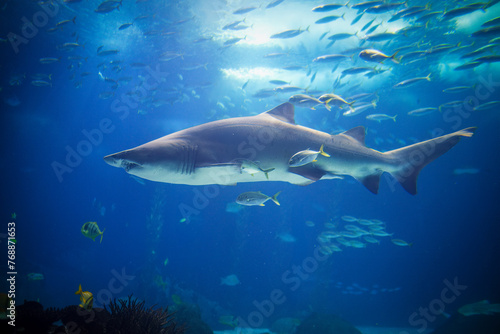 Sand tiger shark Carcharias taurus, gray nurse shark, spotted ragged-tooth shark with school of horse eye jack underwater in sea © Dmitry Rukhlenko