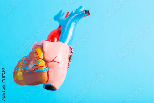 Medical mockup of a human heart on a blue background. The concept of heart failure, heart surgery in cardiology, myocardial dystrophy. Copy space for text photo