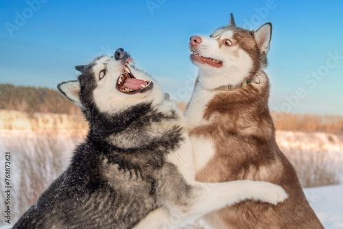 Three husky dogs frolicking in the snowy and play, landscape