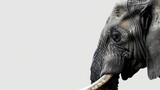 Detailed profile of an elephant set against a plain backdrop, highlighting its majestic presence
