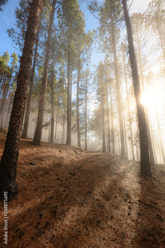 Pine trees in a forest with clouds and sunrays