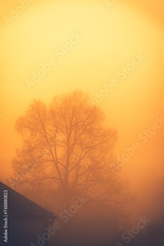 Foggy golden hour tree mysterious colourful