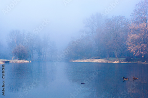 Ducks in the park foggy mysterious lake