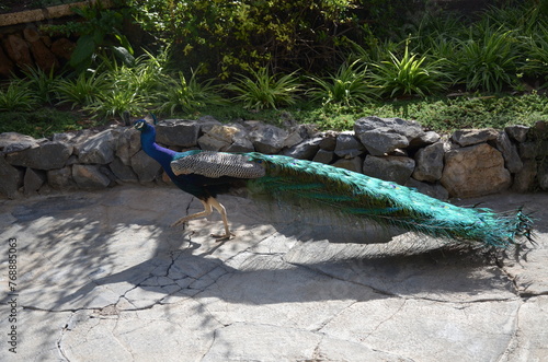 Colorful male peacock side view in Tenerife