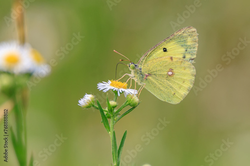 a butterfly sitting on a petal © jaehyeong