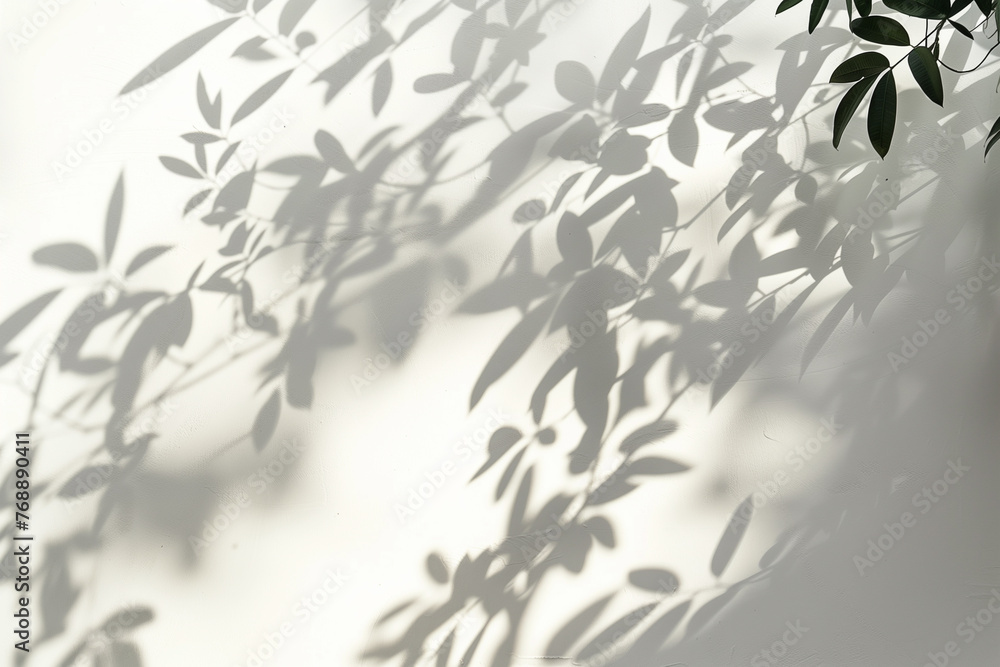 The shadow of the leaves on the white wall with sunlight and shadow. The shadow of the leaves on the white wall with sunlight and shadow.