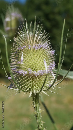 Thorn flower "Thistle" at the end of summer under the scorching sun in Germany in a forest near a lake