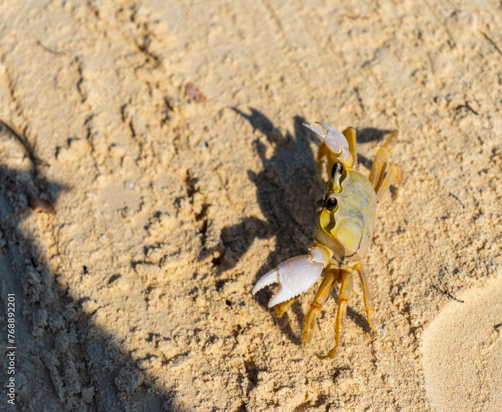 Close up shot of the small crab on the sand. Wildlife Close up shot of the small crab on the sand. Wildlife