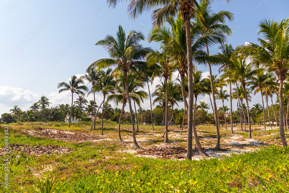 Shot of the coconut palm trees. Tropics
